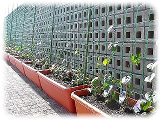 _CIMG2847