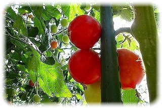_CIMG5463