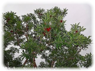 _DSC01658