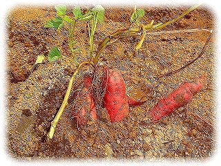 _DSC06305