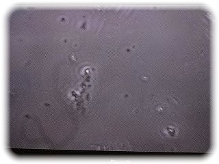 _DSC07981