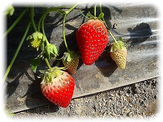 _DSC06705